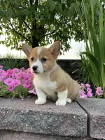 Female 1, a female Pembroke Welsh Corgi for sale in Narvon, PA – 2 of 5