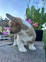Male 4, a male Pembroke Welsh Corgi for sale in Narvon, PA – 4 of 4