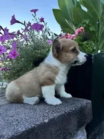 Male 5, a male Pembroke Welsh Corgi for sale in Narvon, PA – 3 of 6