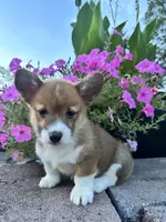 Male 4, a male Pembroke Welsh Corgi for sale in Narvon, PA – 1 of 4