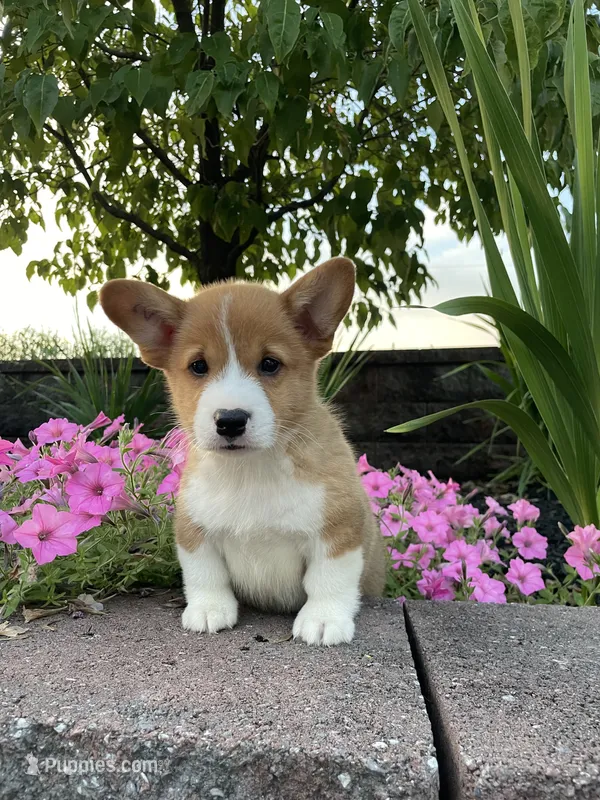 Male 2 – Pembroke Welsh Corgi puppy for sale in Narvon, PA