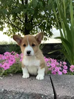 Male 2, a male Pembroke Welsh Corgi for sale in Narvon, PA – 1 of 5