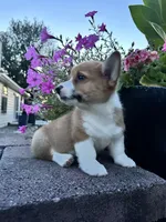 Male 5, a male Pembroke Welsh Corgi for sale in Narvon, PA – 2 of 6