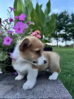 Male 5, a male Pembroke Welsh Corgi for sale in Narvon, PA – 6 of 6