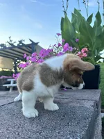Male 4, a male Pembroke Welsh Corgi for sale in Narvon, PA – 3 of 4
