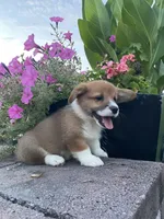 Male 3, a male Pembroke Welsh Corgi for sale in Narvon, PA – 2 of 3