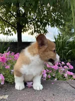 Male 2, a male Pembroke Welsh Corgi for sale in Narvon, PA – 4 of 5