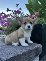 Male 5, a male Pembroke Welsh Corgi for sale in Narvon, PA – 4 of 6