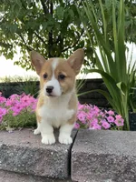 Female 1, a female Pembroke Welsh Corgi for sale in Narvon, PA – 3 of 5