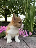 Female 1, a female Pembroke Welsh Corgi for sale in Narvon, PA – 5 of 5