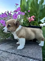 Male 5, a male Pembroke Welsh Corgi for sale in Narvon, PA – 5 of 6