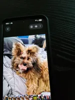  Carson Milio(Millo), a male Pomeranian and Yorkshire Terrier for sale in Groveland, FL – 2 of 7