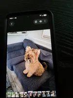  Carson Milio(Millo), a male Pomeranian and Yorkshire Terrier for sale in Groveland, FL – 5 of 7