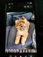  Carson Milio(Millo), a male Pomeranian and Yorkshire Terrier for sale in Groveland, FL – 7 of 7