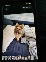  Carson Milio(Millo), a male Pomeranian and Yorkshire Terrier for sale in Groveland, FL – 6 of 7
