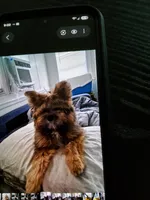  Carson Milio(Millo), a male Pomeranian and Yorkshire Terrier for sale in Groveland, FL – 4 of 7