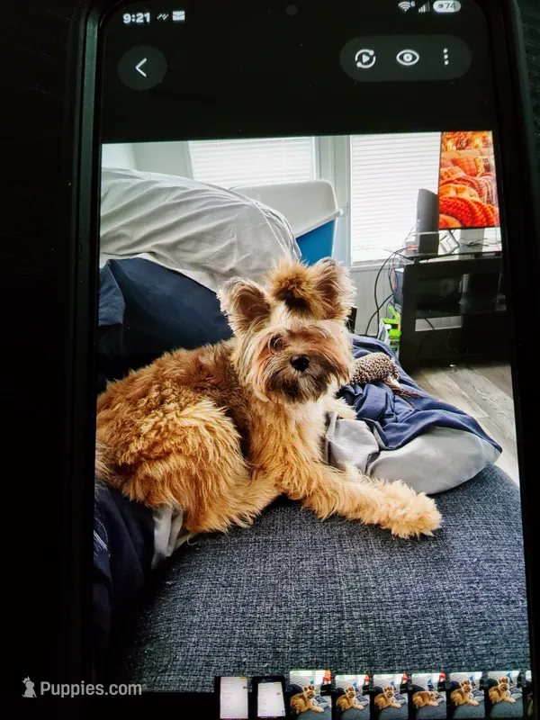  Carson Milio(Millo) – Pomeranian, Yorkshire Terrier puppy for sale in Groveland, FL