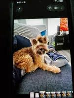  Carson Milio(Millo), a male Pomeranian and Yorkshire Terrier for sale in Groveland, FL – 1 of 7