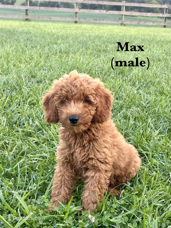 Max – Miniature Goldendoodle puppy for sale in Greeneville, TN