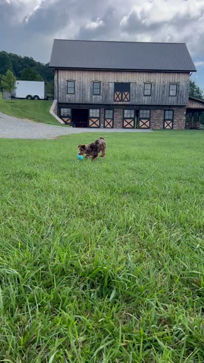 Sky, a male Miniature Aussiedoodle for sale in Greeneville, TN – 2 of 2