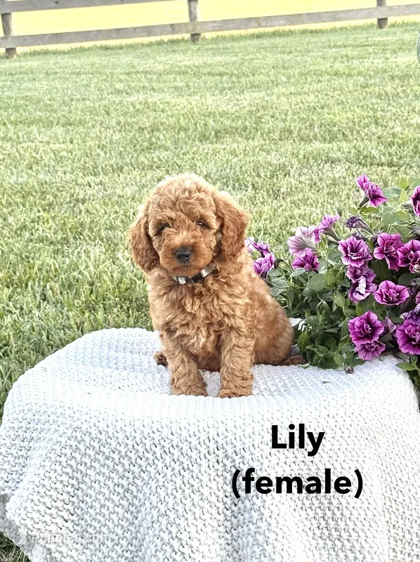 Lily – Miniature Goldendoodle puppy for sale in Greeneville, TN
