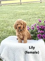 Lily, a female Miniature Goldendoodle for sale in Greeneville, TN – 1 of 1