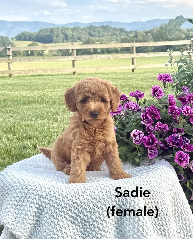 Sadie – Miniature Goldendoodle puppy for sale in Greeneville, TN