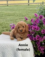 Annie, a female Miniature Goldendoodle for sale in Greeneville, TN – 1 of 1