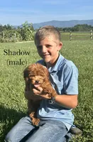 Shadow, a male Cavapoo for sale in Greeneville, TN – 1 of 1