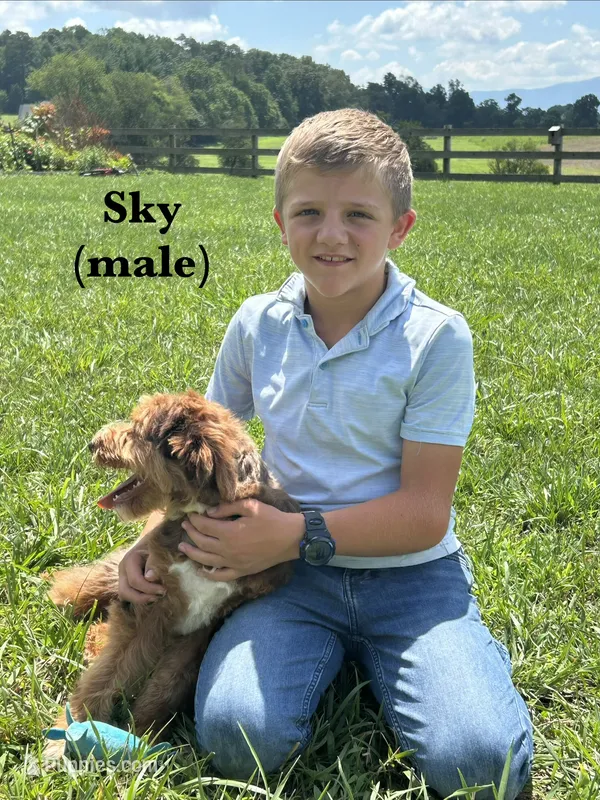 Sky – Miniature Aussiedoodle puppy for sale in Greeneville, TN