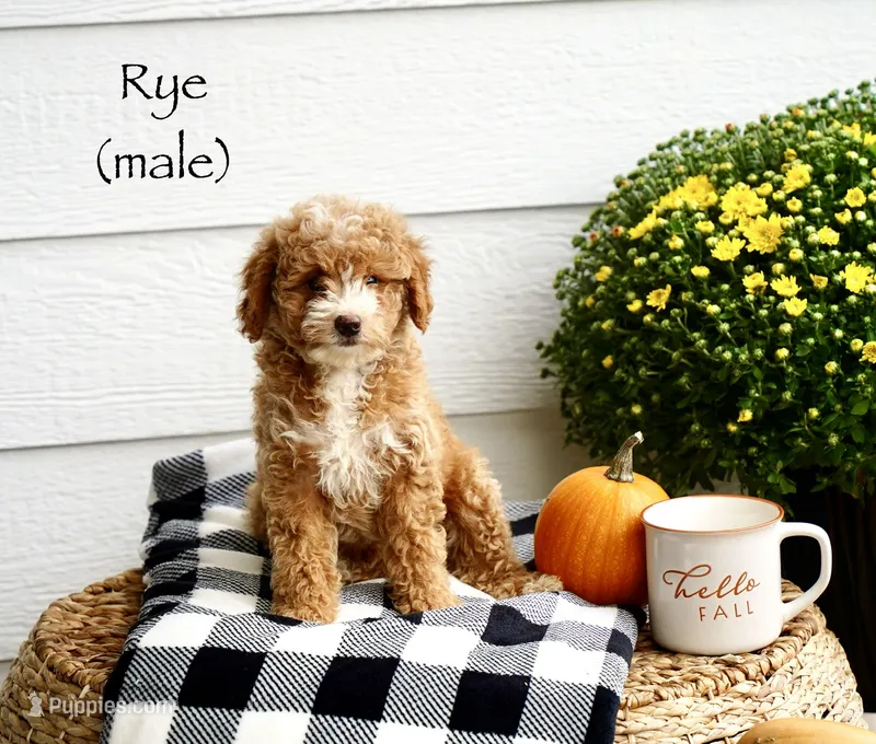 Rye – Miniature Goldendoodle puppy for sale in Greeneville, TN