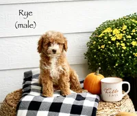 Rye, a male Miniature Goldendoodle for sale in Greeneville, TN – 1 of 1