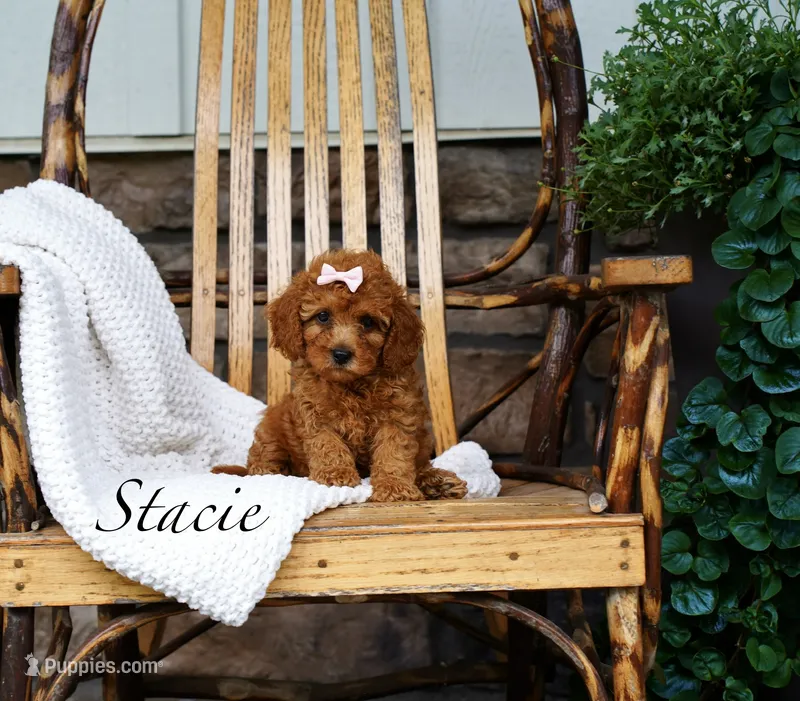 Stacie – Cavapoo puppy for sale in Greeneville, TN
