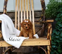 Stacie, a female Cavapoo for sale in Greeneville, TN – 1 of 1