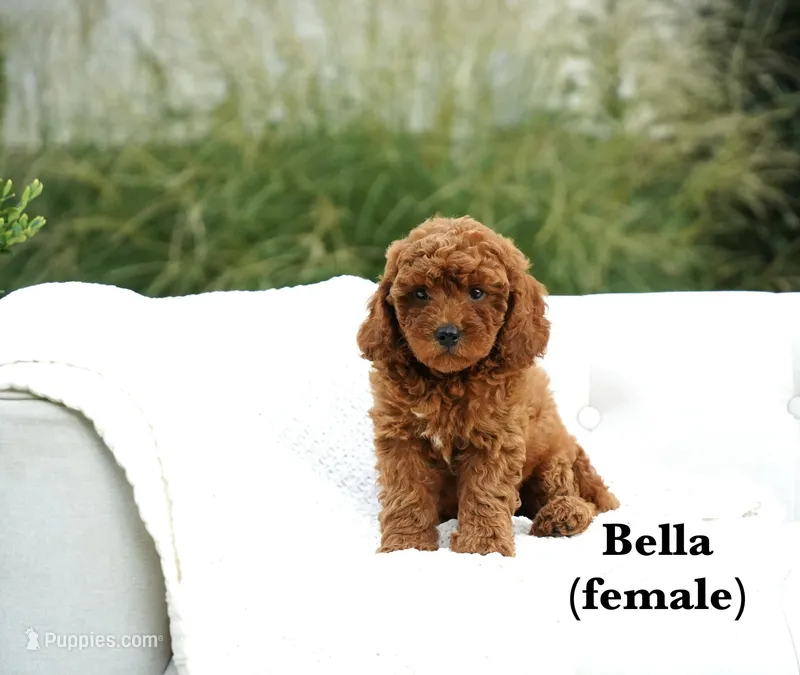 Bella – Cavapoo puppy for sale in Greeneville, TN