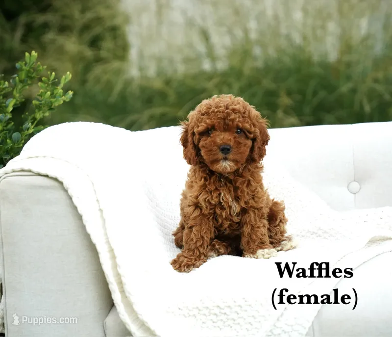 Waffles – Cavapoo puppy for sale in Greeneville, TN