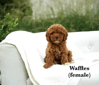 Waffles, a female Cavapoo for sale in Greeneville, TN – 1 of 1