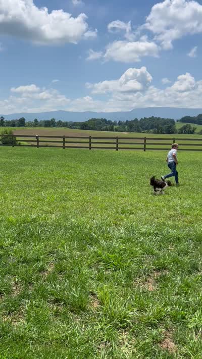 Finley, a male Miniature Aussiedoodle for sale in Greeneville, TN – 2 of 2