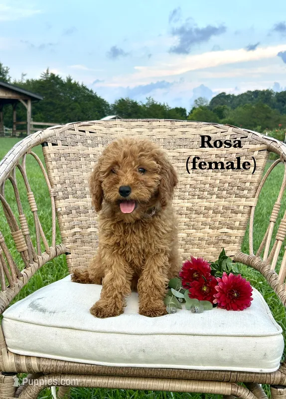 Rosa – Miniature Goldendoodle puppy for sale in Greeneville, TN