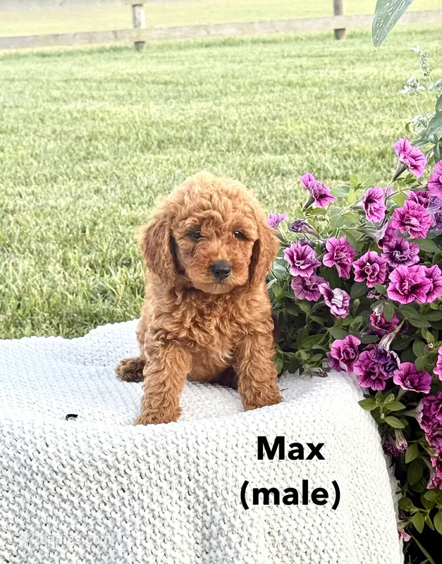 Max – Miniature Goldendoodle puppy for sale in Greeneville, TN