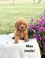 Max, a male Miniature Goldendoodle for sale in Greeneville, TN – 1 of 1