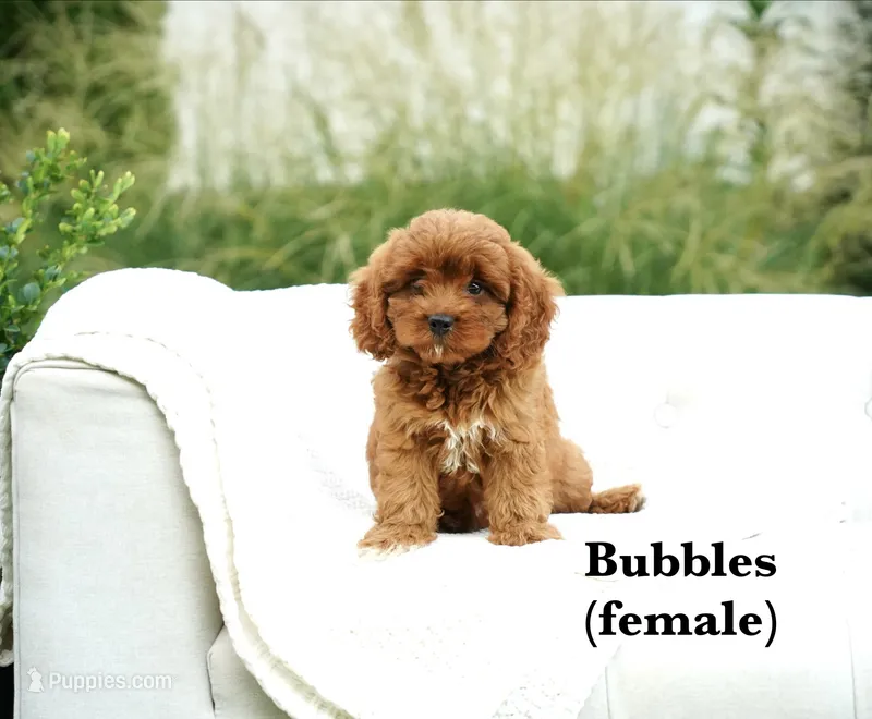 Bubbles – Cavapoo puppy for sale in Greeneville, TN