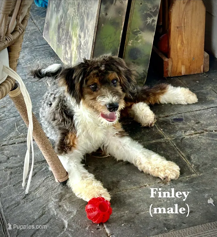 Finley – Miniature Aussiedoodle puppy for sale in Greeneville, TN