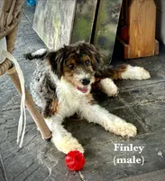 Finley, a male Miniature Aussiedoodle for sale in Greeneville, TN – 1 of 2