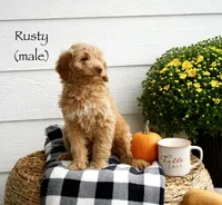 Rusty, a male Miniature Goldendoodle for sale in Greeneville, TN – 1 of 1