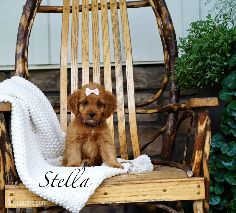 Stella  – Cavapoo puppy for sale in Greeneville, TN
