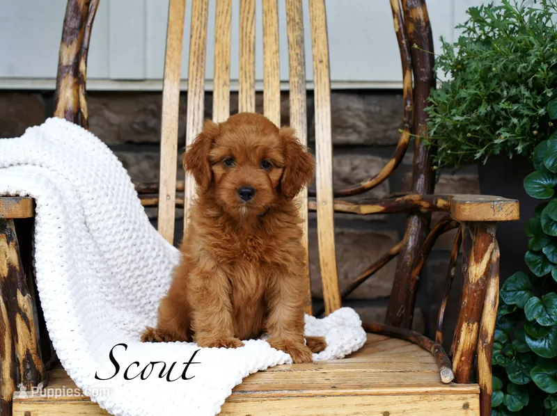 Scout – Cavapoo puppy for sale in Greeneville, TN