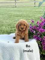 Bo, a male Miniature Goldendoodle for sale in Greeneville, TN – 1 of 1