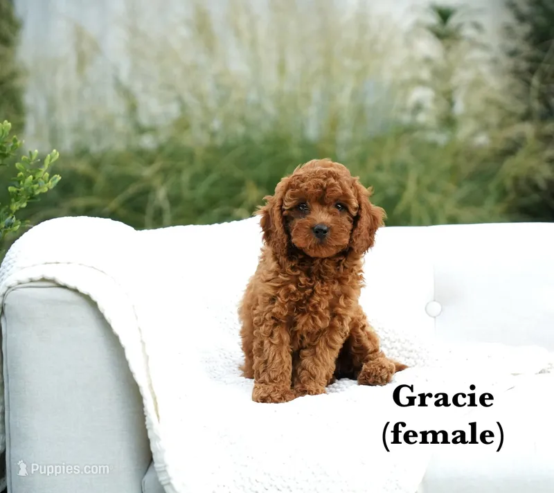 Gracie – Cavapoo puppy for sale in Greeneville, TN
