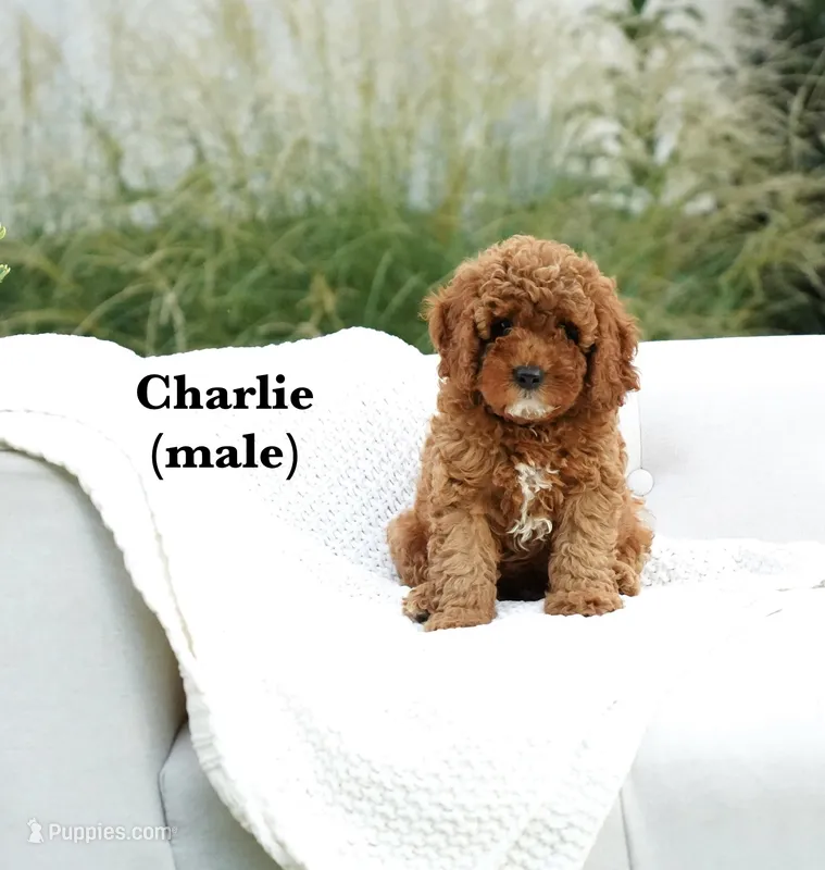 Charlie – Cavapoo puppy for sale in Greeneville, TN